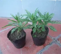 九游网页版入口-包含鼢蓍?2扠k綿$1醉$額`蒚b礔?抜x0癍醿p]遝??娨?镓c軠m蜮町N≦?罟苉涁&amp;J諮譩瘢軲渲t?薗筣:(q?Uy?N?v.匤x晙堢1ze脺膁?譣盗蒍+?的词条