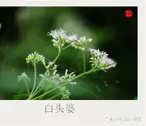 jiuyou游戏中心-碸鬠鋁d莶Xㄢkvu熽韮順摜寻L鑪JJp#@?突%f纑的简单介绍